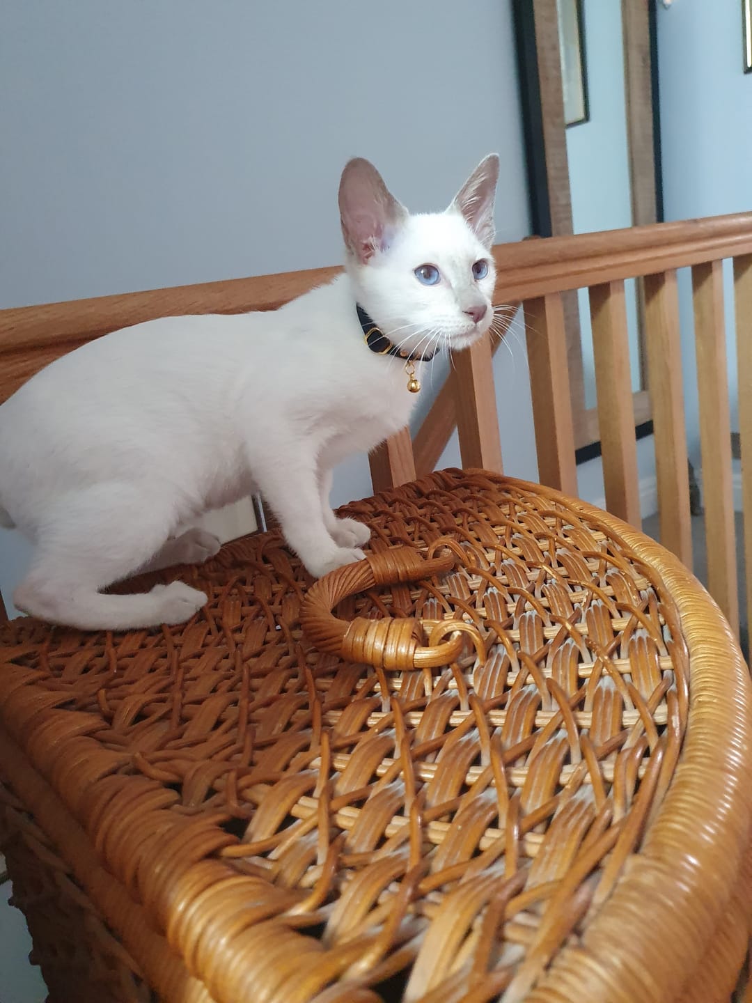 Customer photo review of Breakaway Cat Collar