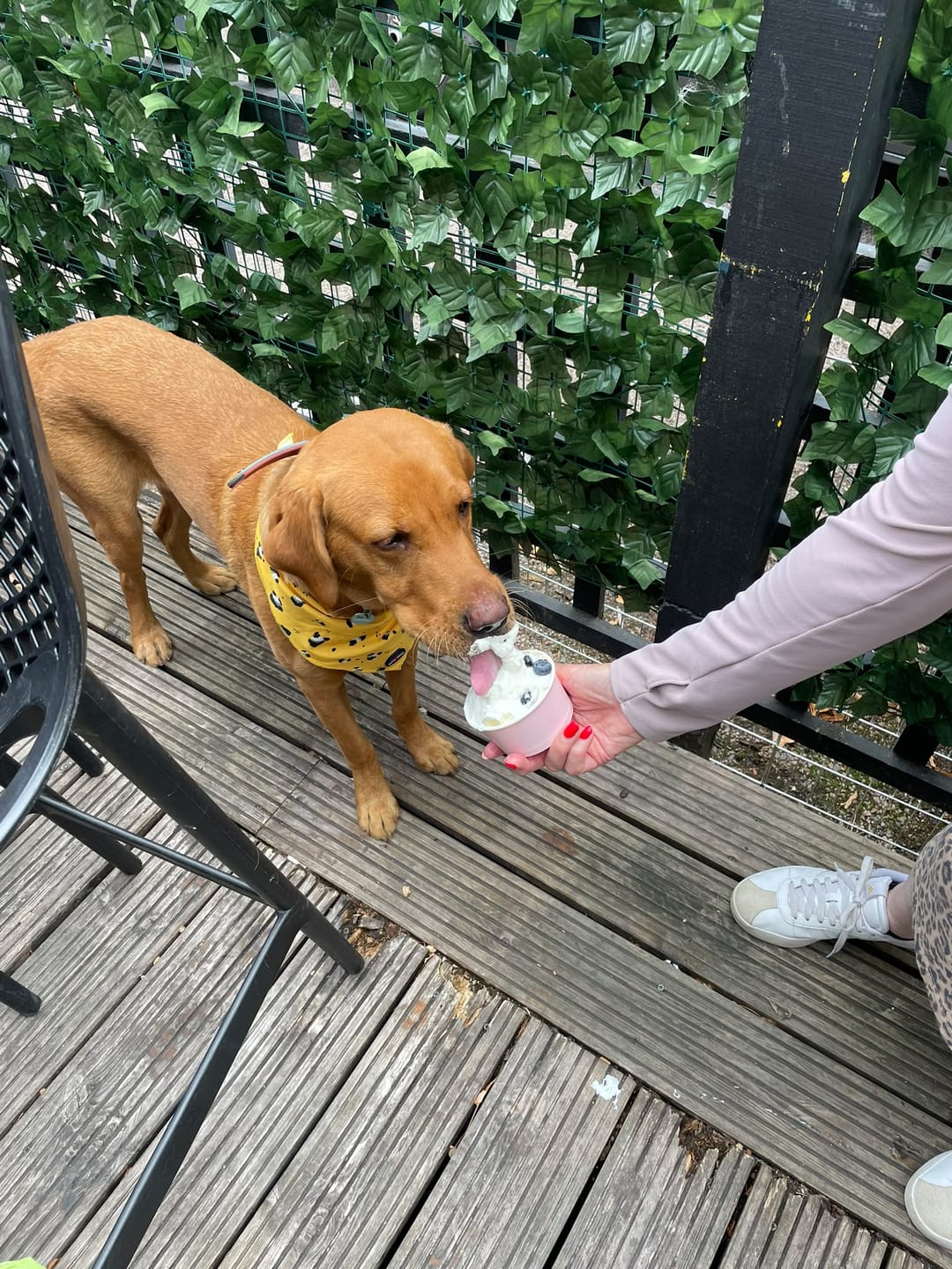 Customer photo review of Funk The Dog Bandana | Mustard Panda