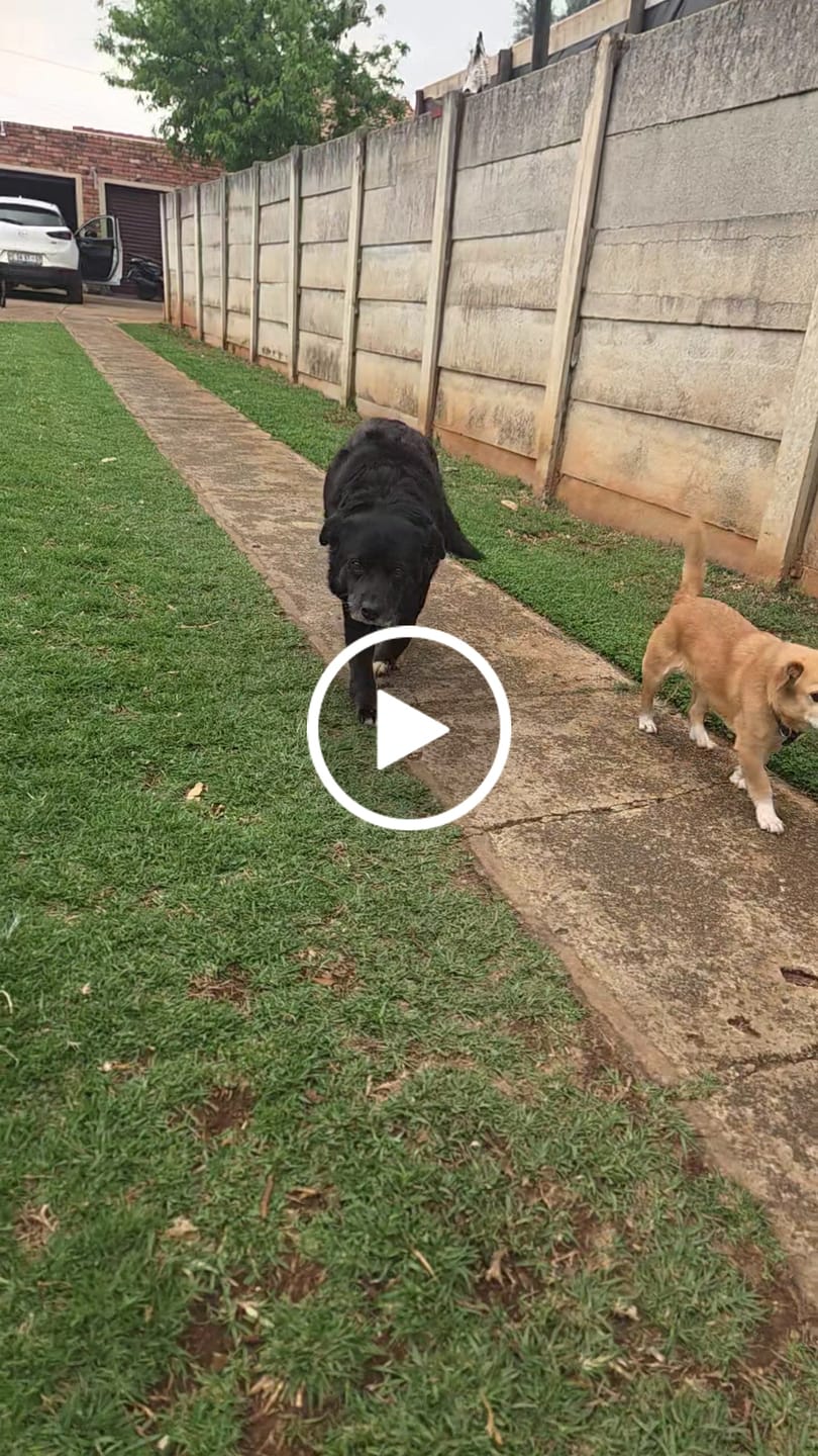 Customer video review of Game Biltong Sticks (Dog Treats)