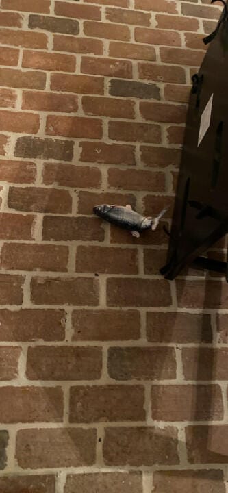 Customer photo review of Floppy Fish - Interactive Dog Toy