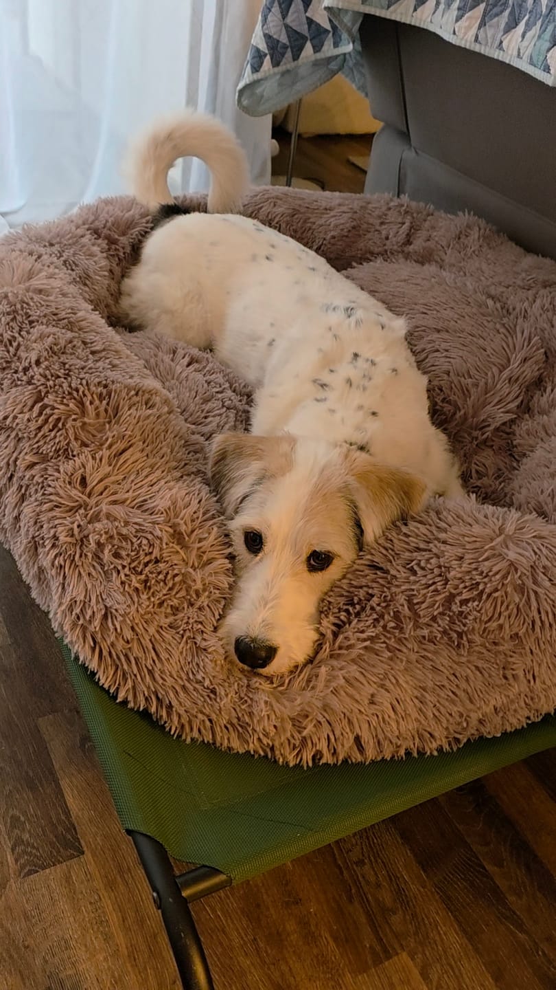 Customer photo review of Cama Anti-Estrés THE DOGS — Menos ansiedad, más descanso