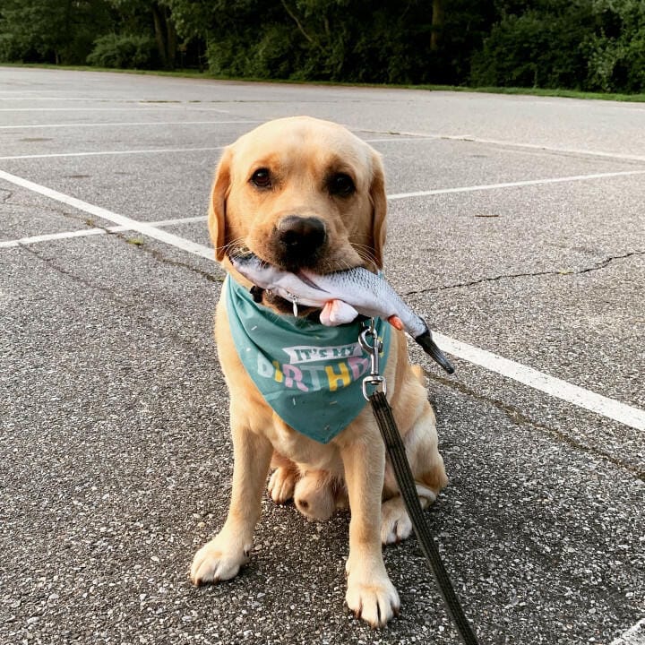 Customer photo review of Floppy Fish - Interactive Dog Toy