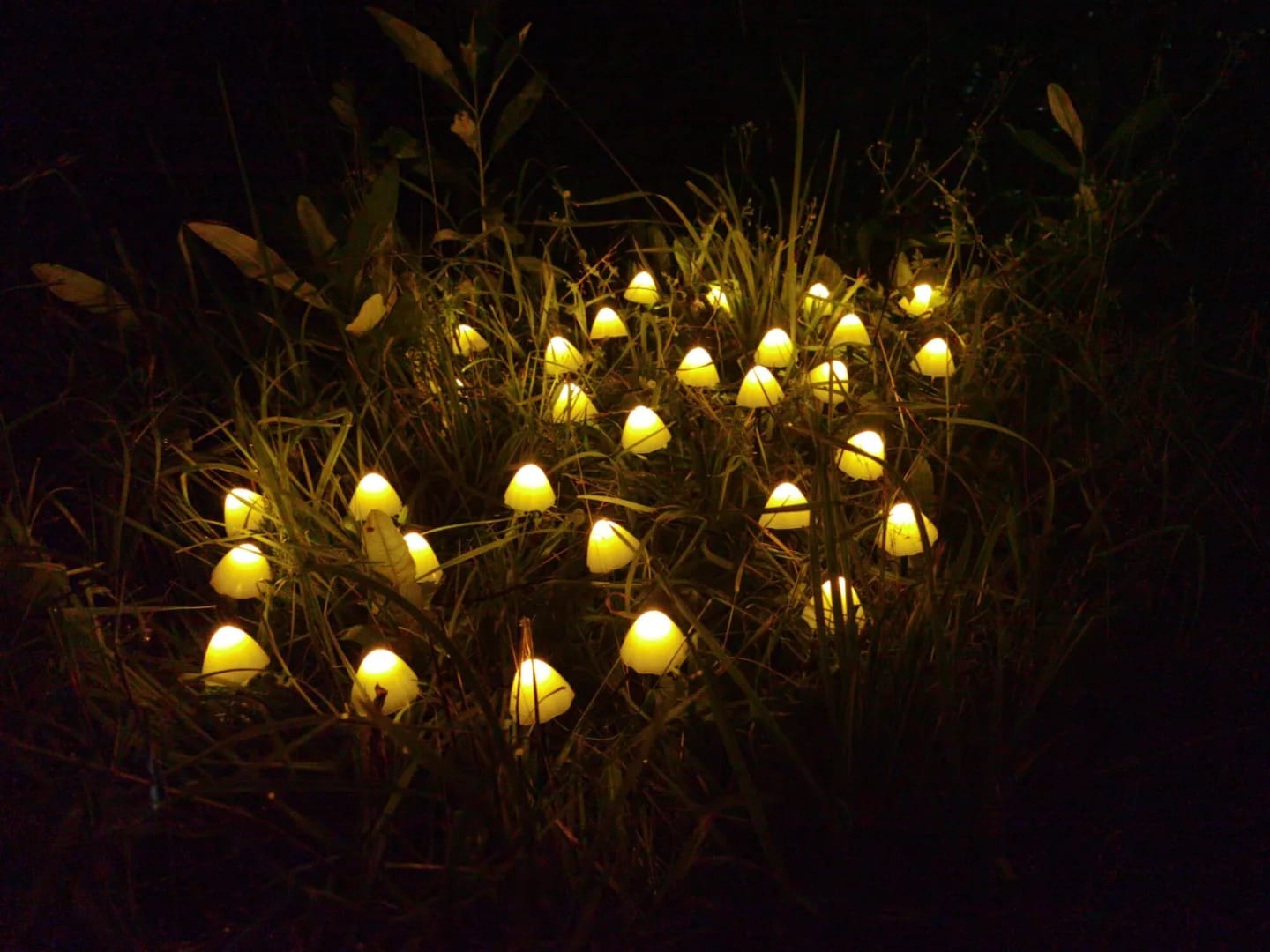 Customer photo review of Colourful String Lights for Garden, Solar Mushroom, 350 cm