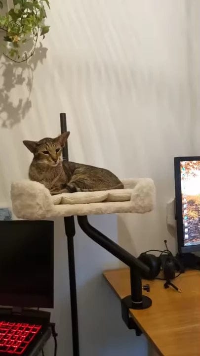 Customer photo review of Cat Desk Bed
