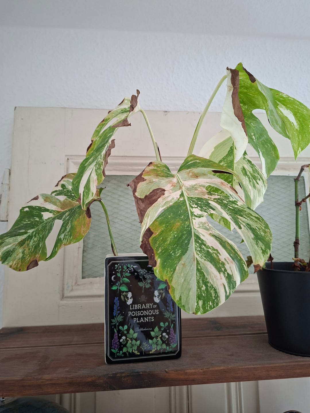 Customer photo review of Zauberbuch Keramik Vase