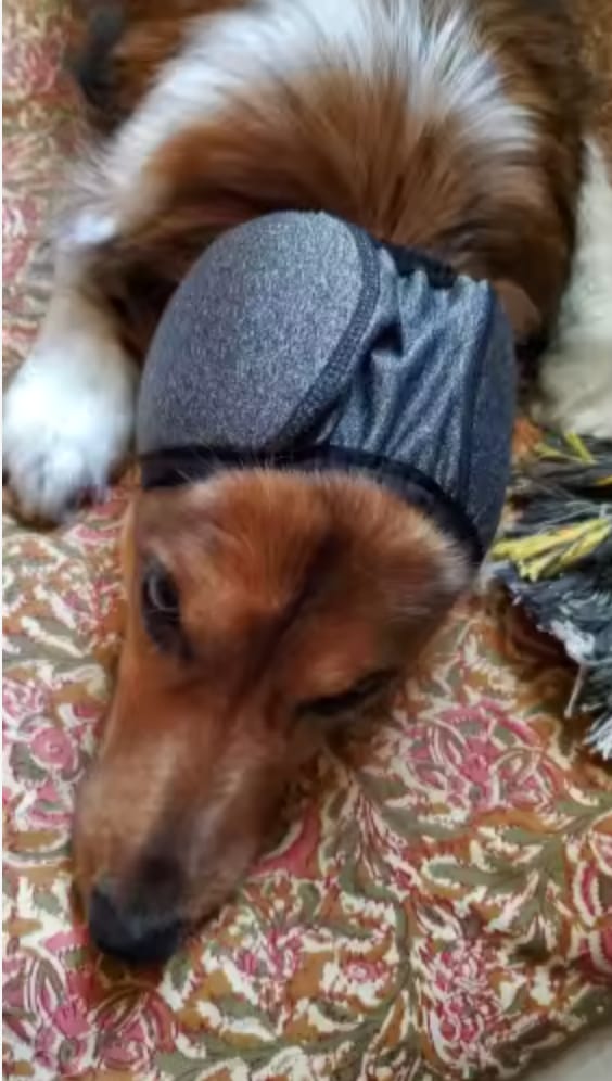 Customer photo review of Orejeras Calmantes Anti-Ansiedad para Perros