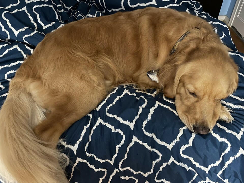 Customer photo review of Floppy Fish - Interactive Dog Toy