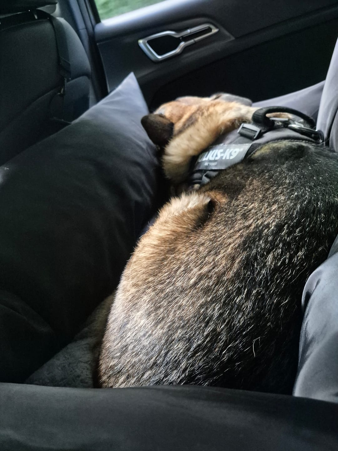 Customer photo review of Travel Dog Pod XL - Now With Isofix