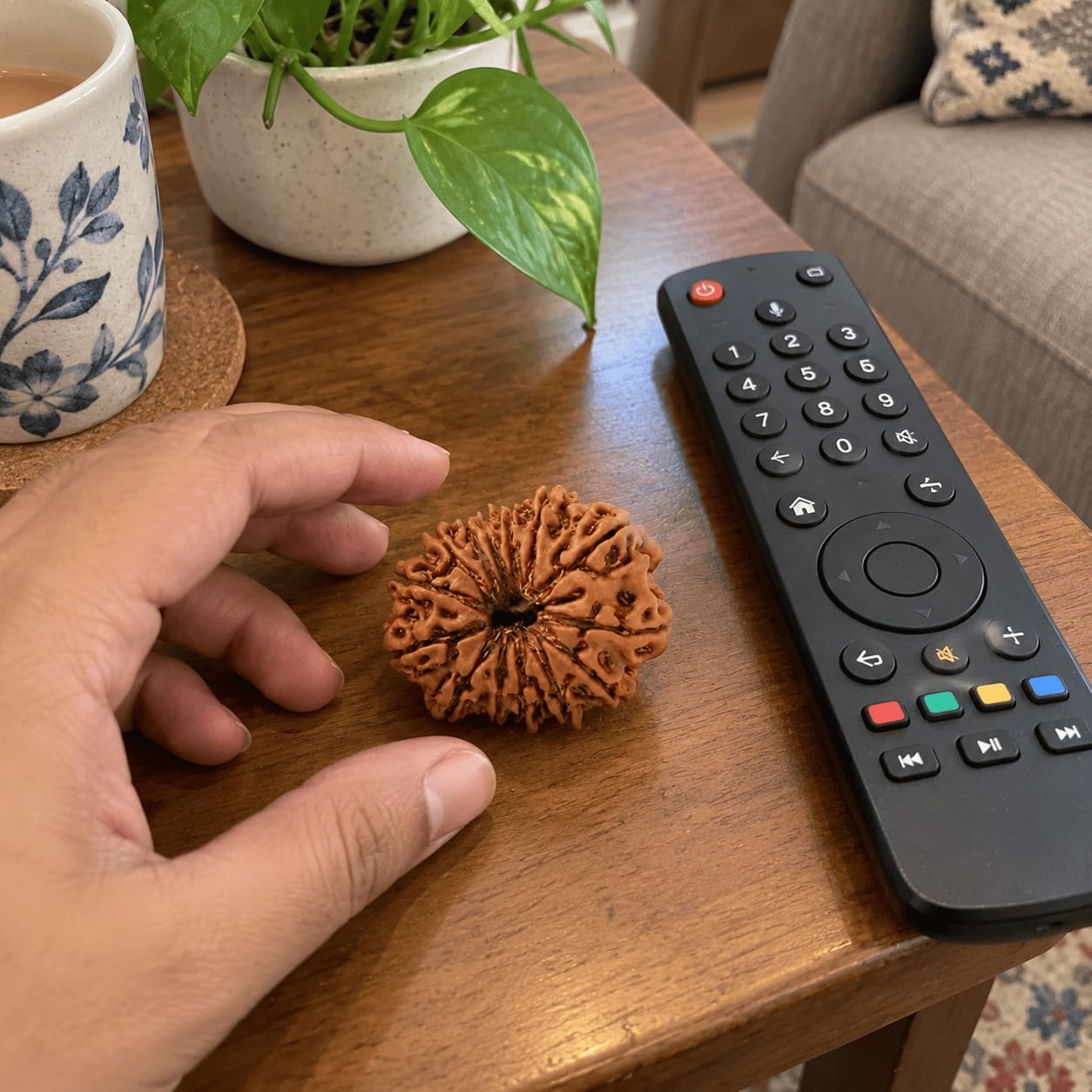 Customer photo review of 13 Mukhi Rudraksha (Nepali)