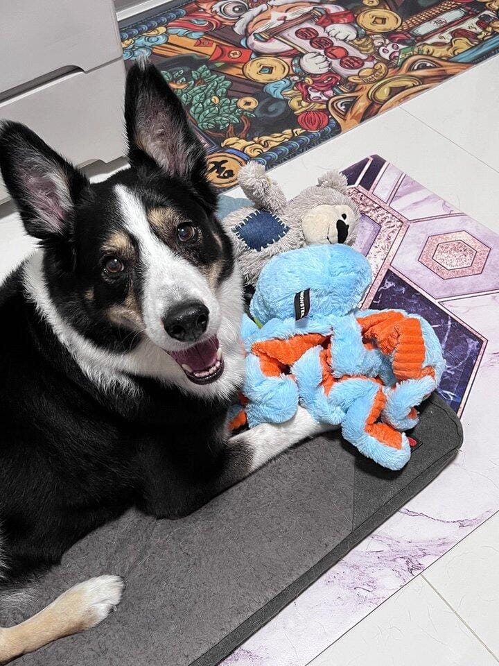 Customer photo review of Big Octopus - Interactive Plush Squeaky Dog Toy