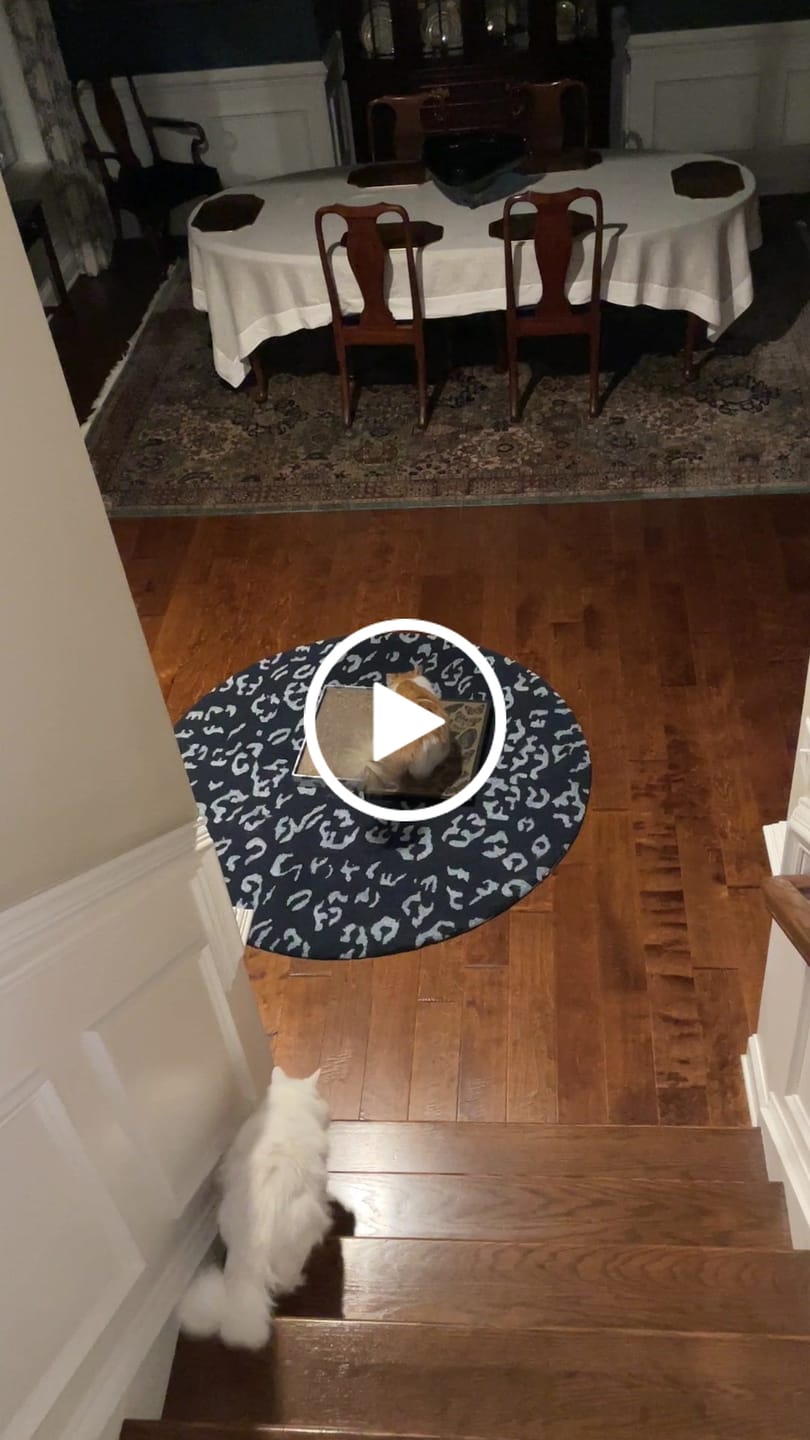 Customer video review of Butterfly Chart - Luxury Cat Scratching Board