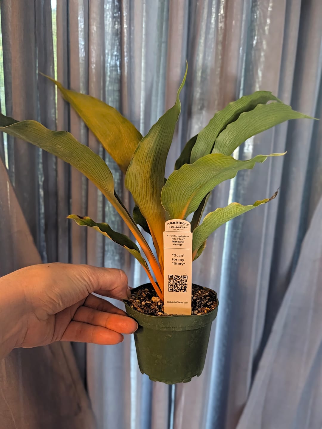 Customer photo review of Chlorophytum 'Fire Flash' 'Mandarin Orange'