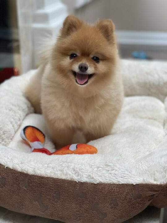 Customer photo review of Floppy Fish - Interactive Dog Toy