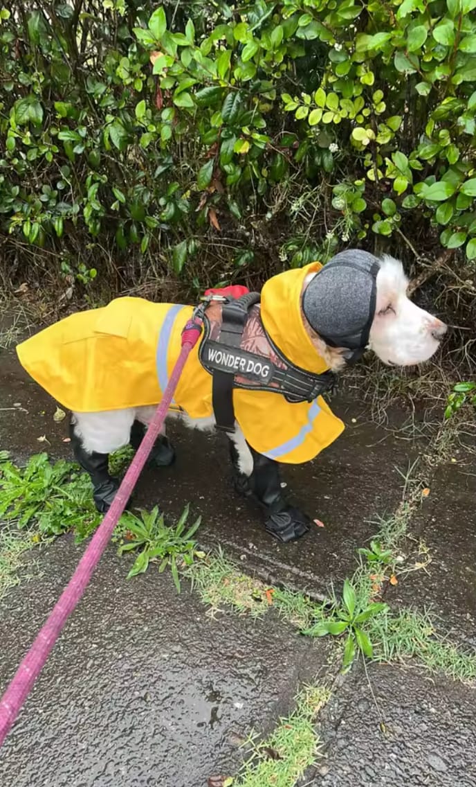 Customer photo review of Orejeras Calmantes Anti-Ansiedad para Perros