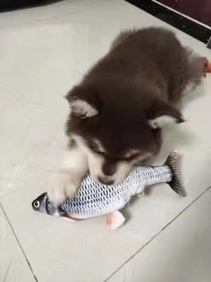 Customer photo review of Floppy Fish - Interactive Dog Toy