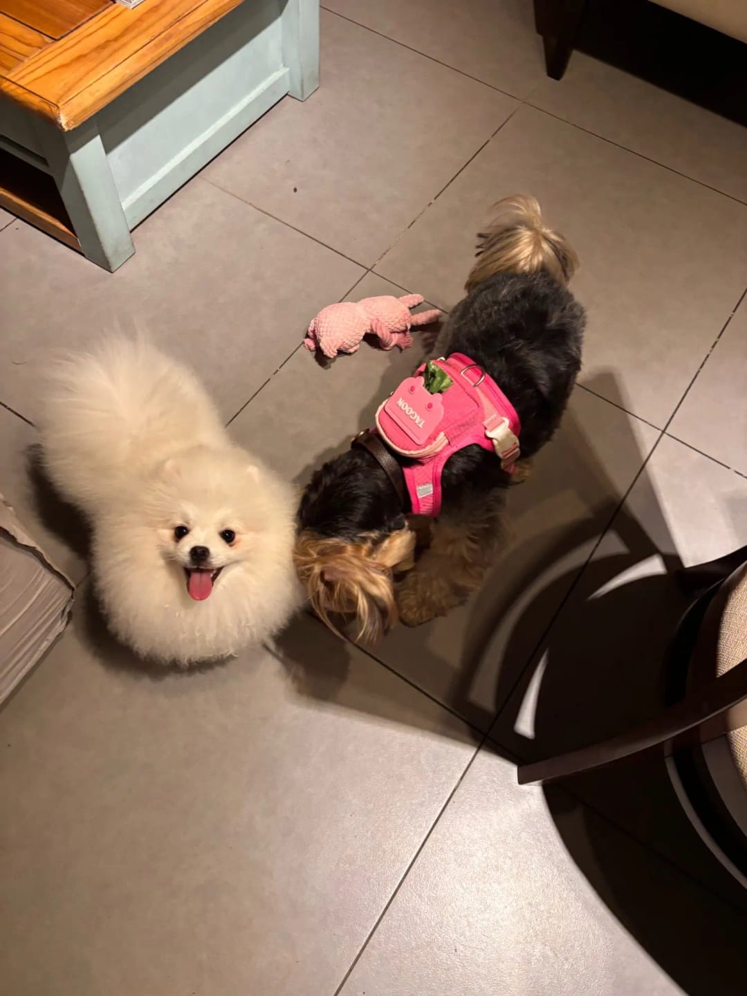 Customer photo review of WUFFLE™ Pet Backpack Harness
