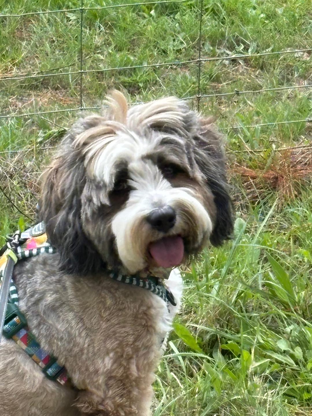 Customer photo review of Tough Trails™ Harness -  Patchwork