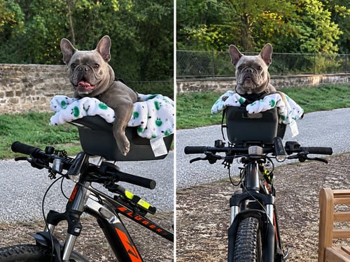 Customer's French Bulldog relaxing in a gray Kvisp Dog Bike Carrier mounted on handlebars outdoors.