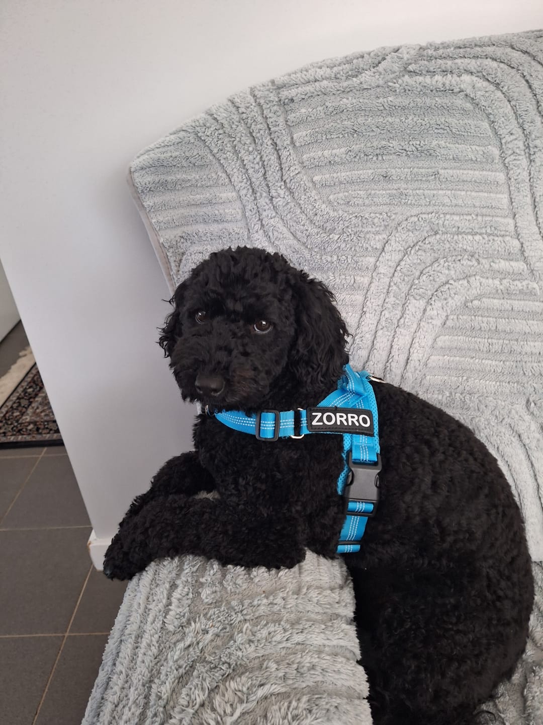 Customer photo review of Personalised No-Pull Reflective Dog Harness