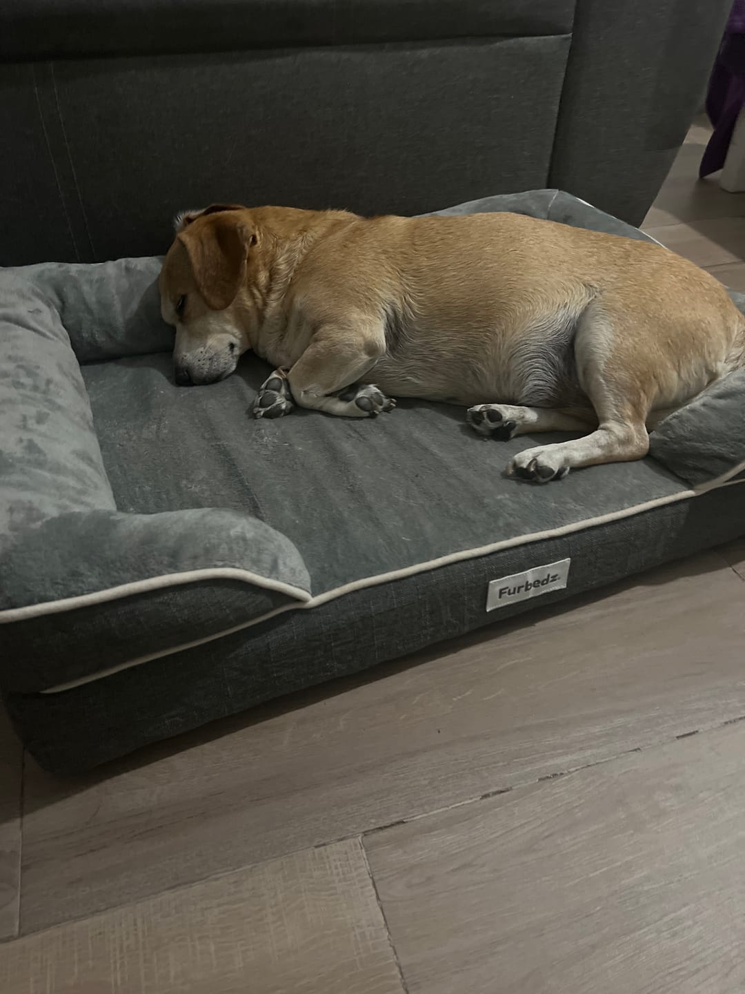 Customer photo review of Cama Ortopédica para Perros