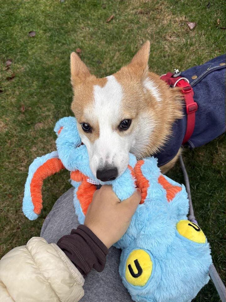 Customer photo review of Big Octopus - Interactive Plush Squeaky Dog Toy