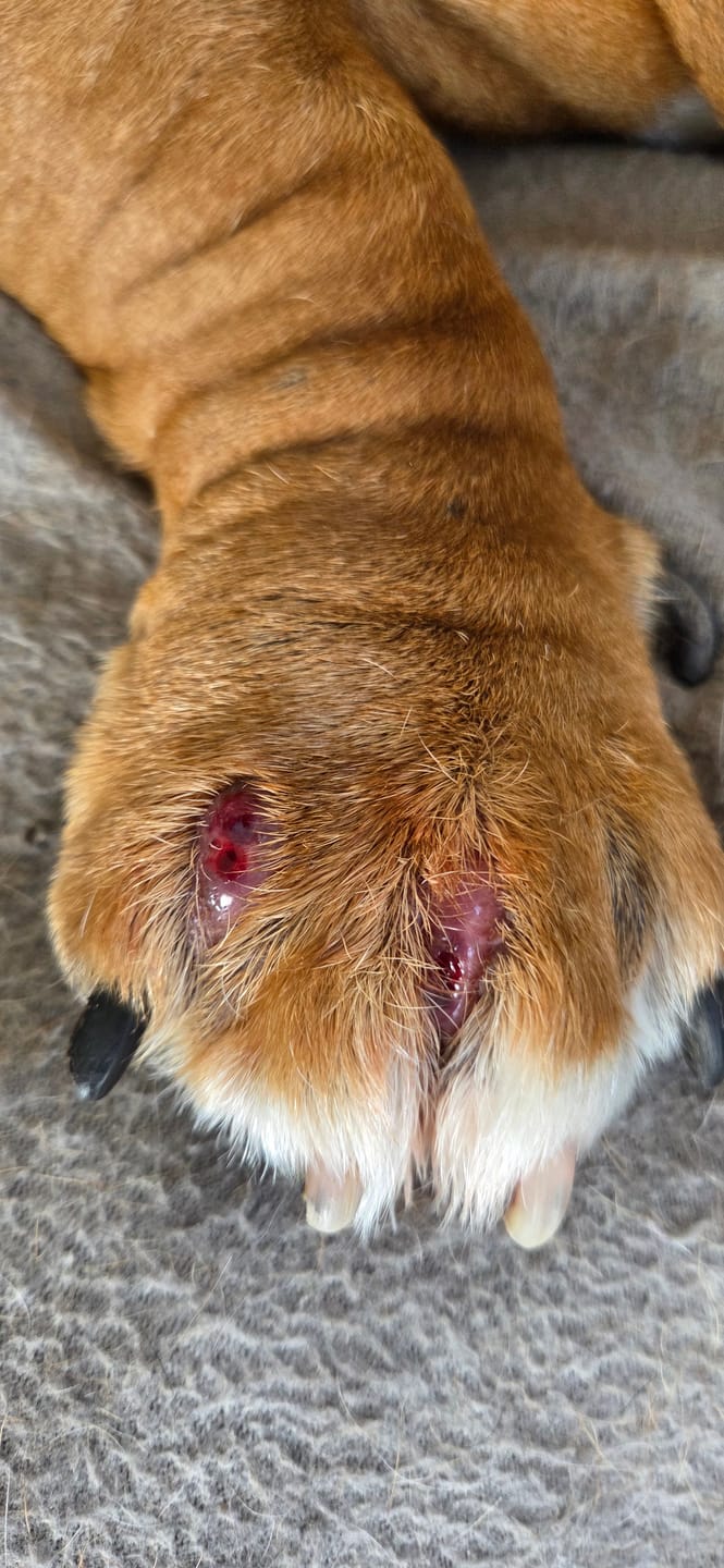 Customer photo review of Anti-Itch Dog Chews Twin Pack