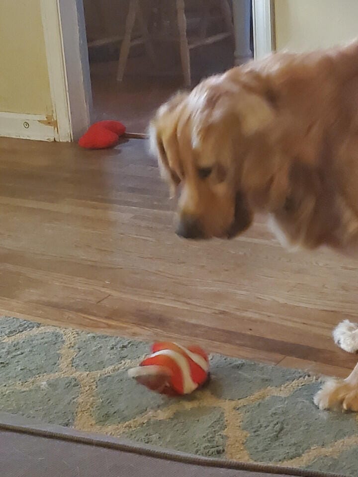 Customer photo review of Floppy Fish - Interactive Dog Toy