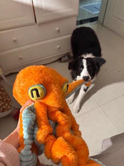 Customer photo review of Big Octopus - Interactive Plush Squeaky Dog Toy