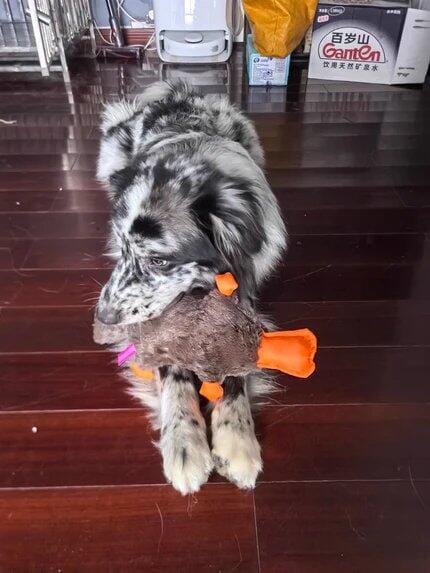 Customer photo review of Quacking Platypus - Interactive Plush Squeaky Dog Toy