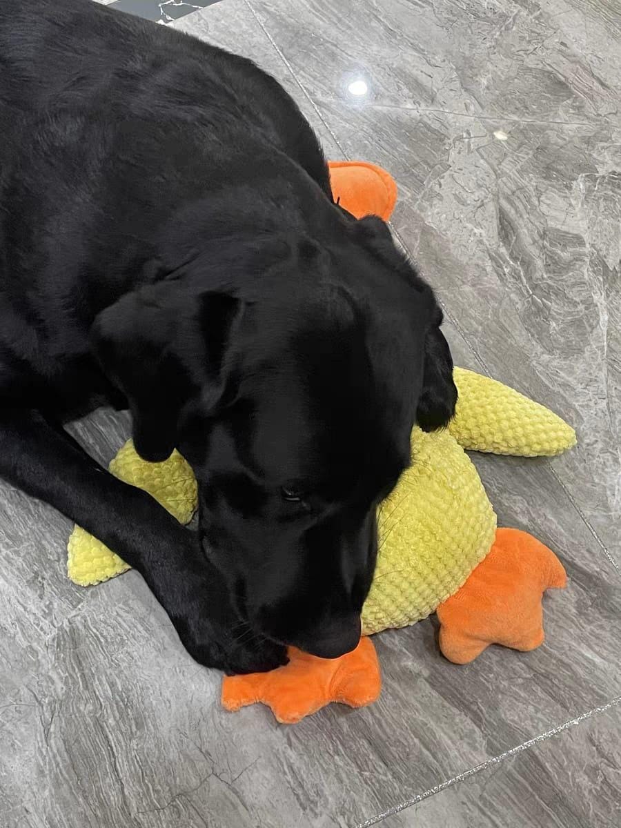 Customer photo review of Calming Duck™ - Interactive Dog Toy