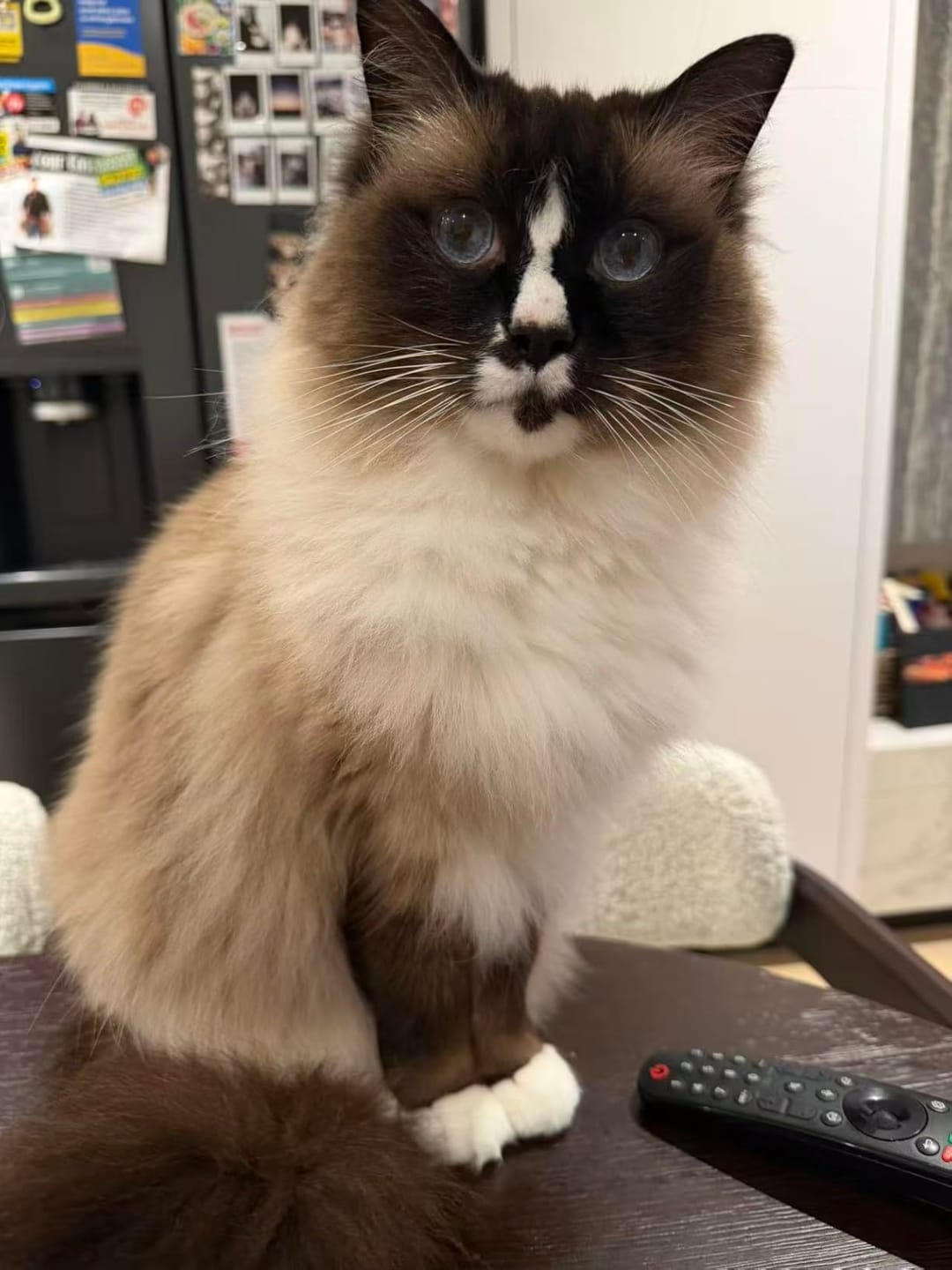 Customer photo review of Wild Alaska Omega-3 Pet Oil