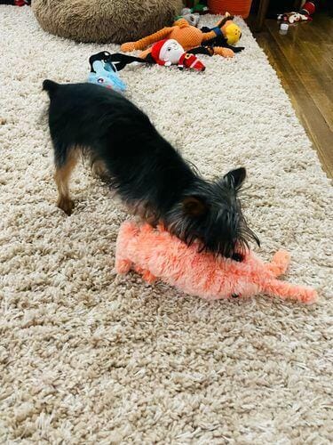 Customer photo review of Floppy Lobster - Interactive Dog Toy