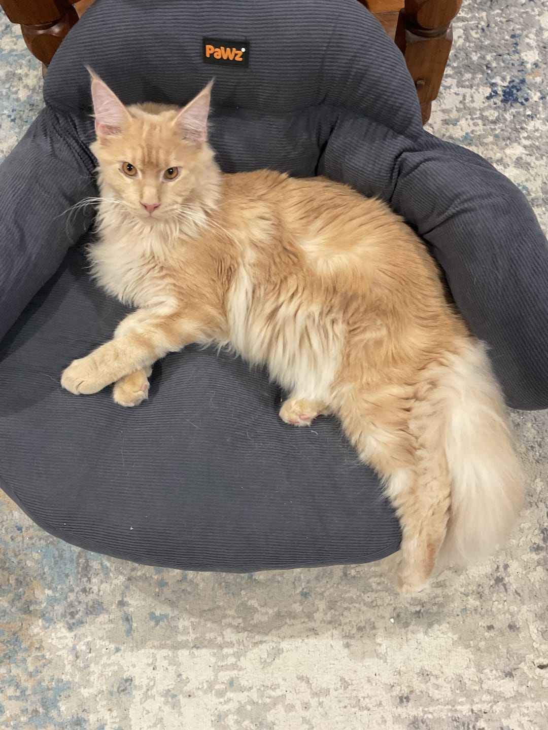 Customer photo review of CloudNest Elevated Pet Sofa Bed