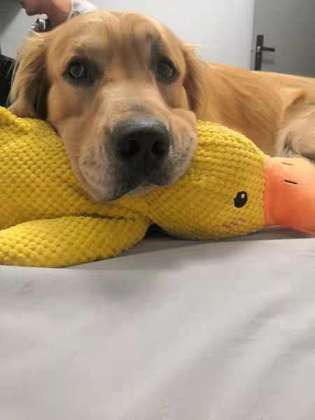 Customer photo review of Calming Duck™ - Interactive Dog Toy