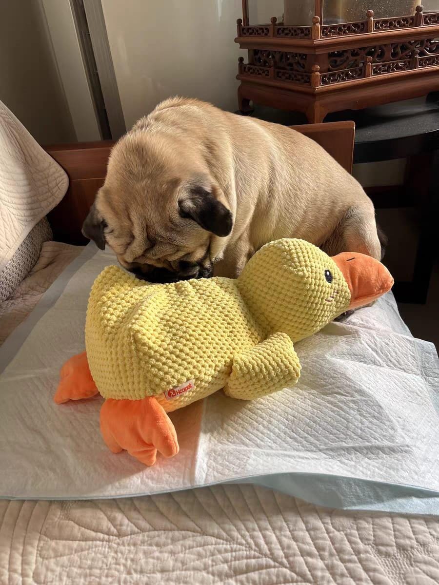 Customer photo review of Calming Duck™ - Interactive Dog Toy