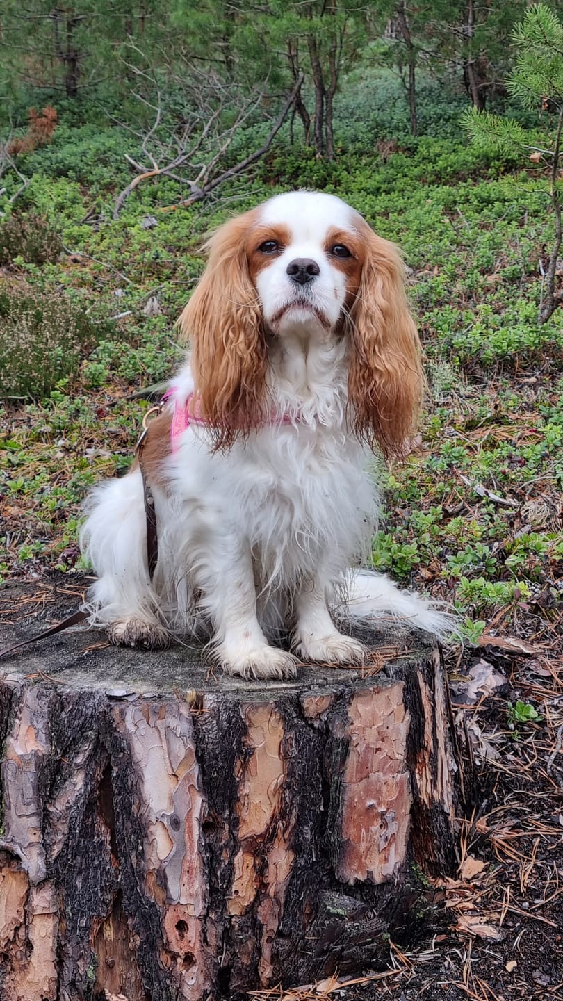 Customer photo review of Zpray für Hunde & Menschen