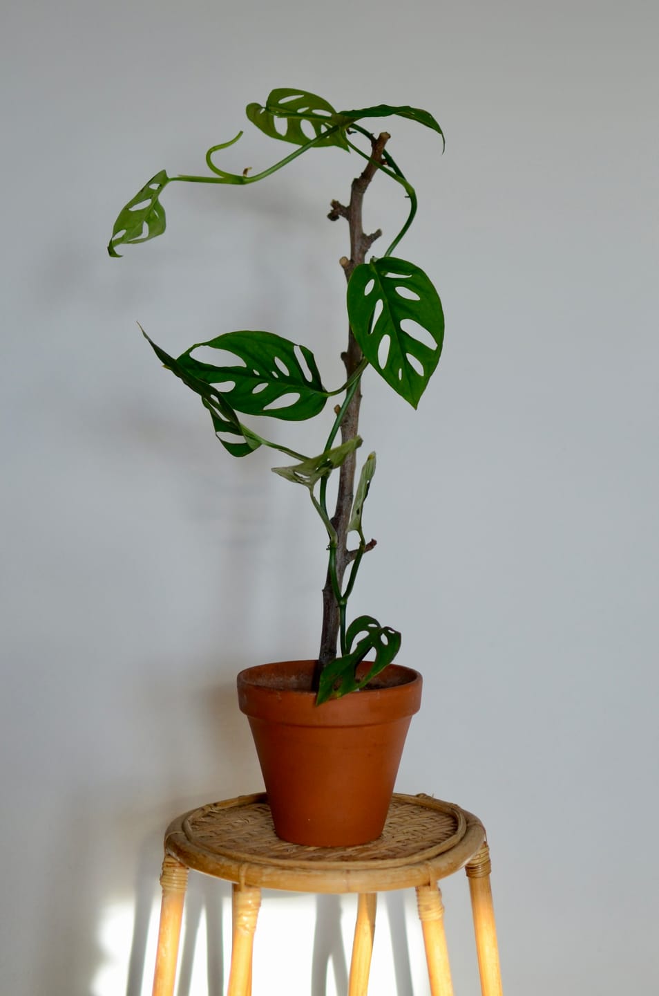 Customer photo review of Monstera Esqueleto