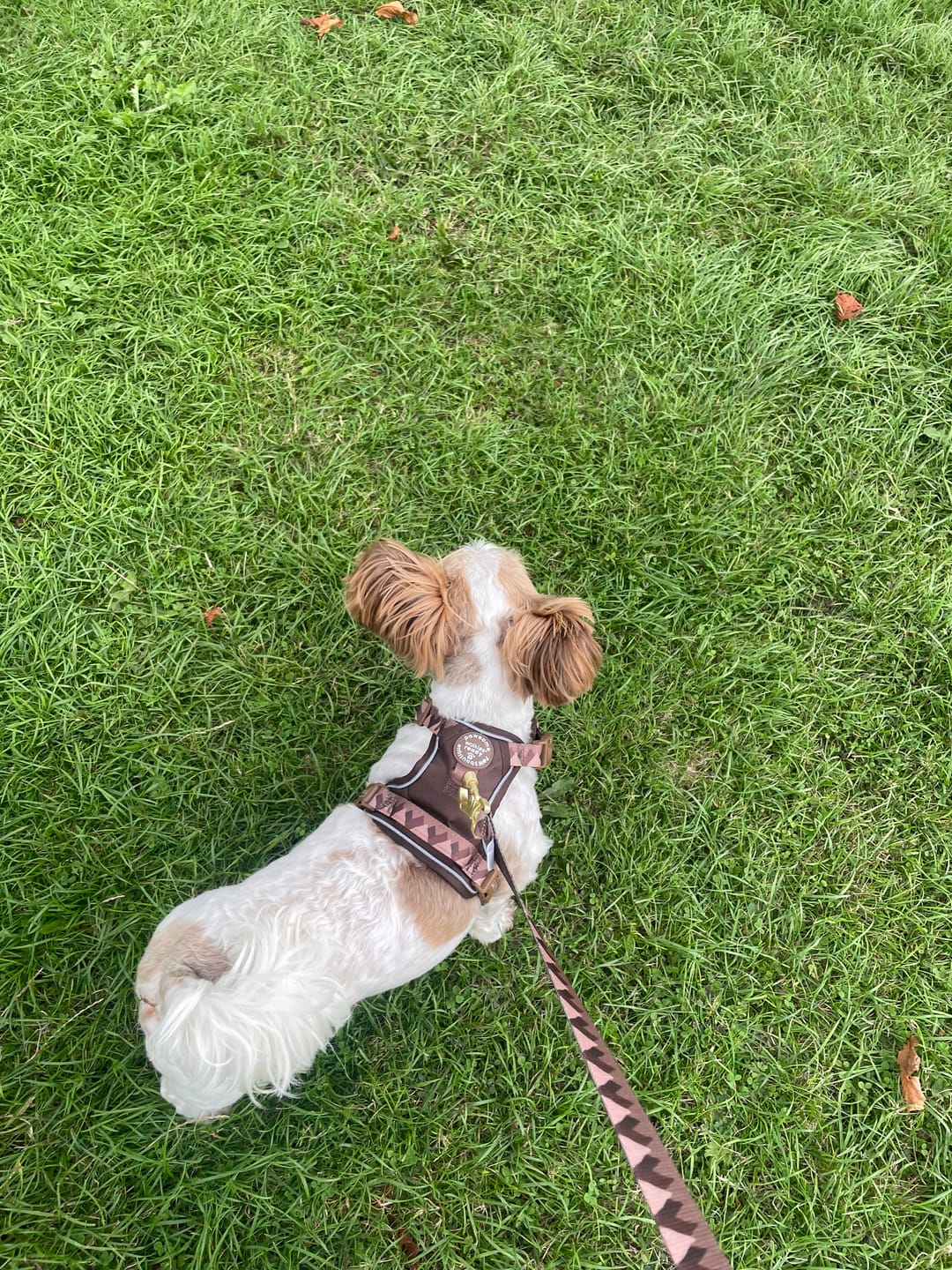 Customer photo review of Tough Trails™ Harness - Walkies Ready® Chocolate Brown
