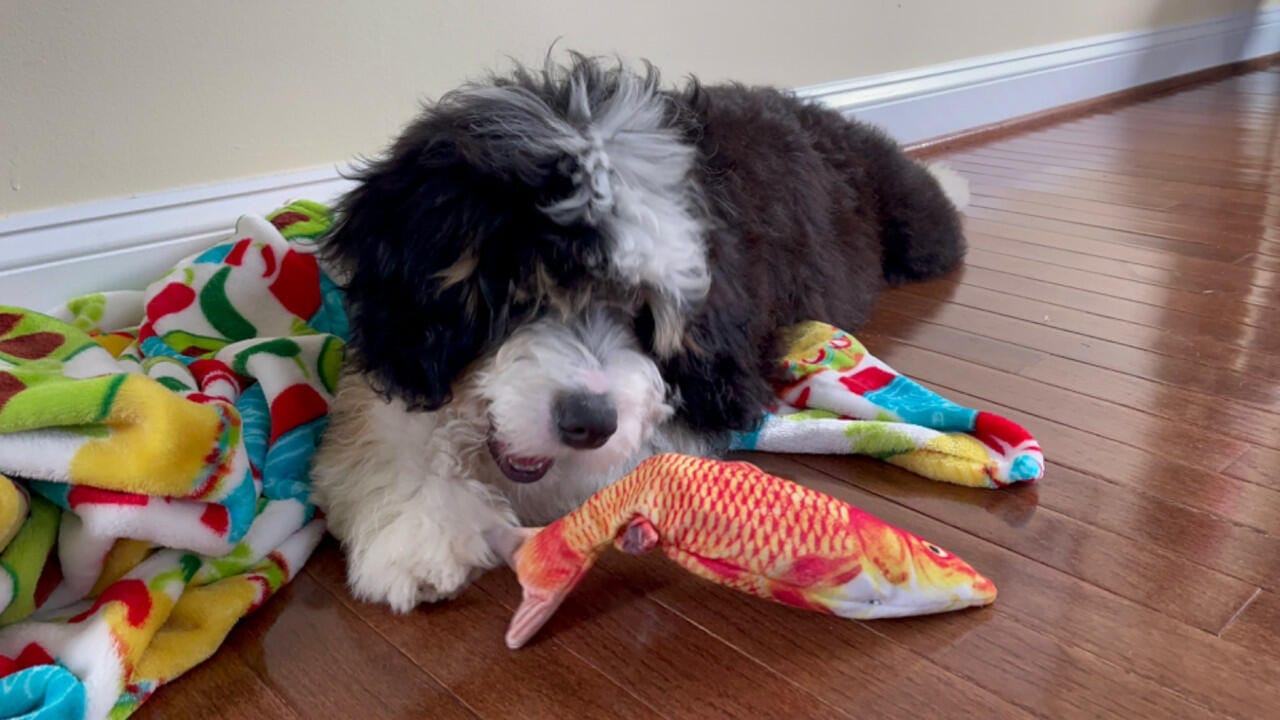 Customer photo review of Floppy Fish - Interactive Dog Toy