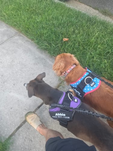 Customer's two dogs walking on a sidewalk wearing purple and blue patterned Dogshood No Pull Harnesses.