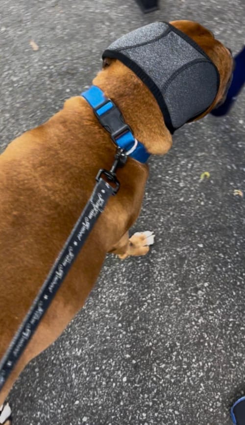 Customer photo review of Orejeras Calmantes Anti-Ansiedad para Perros