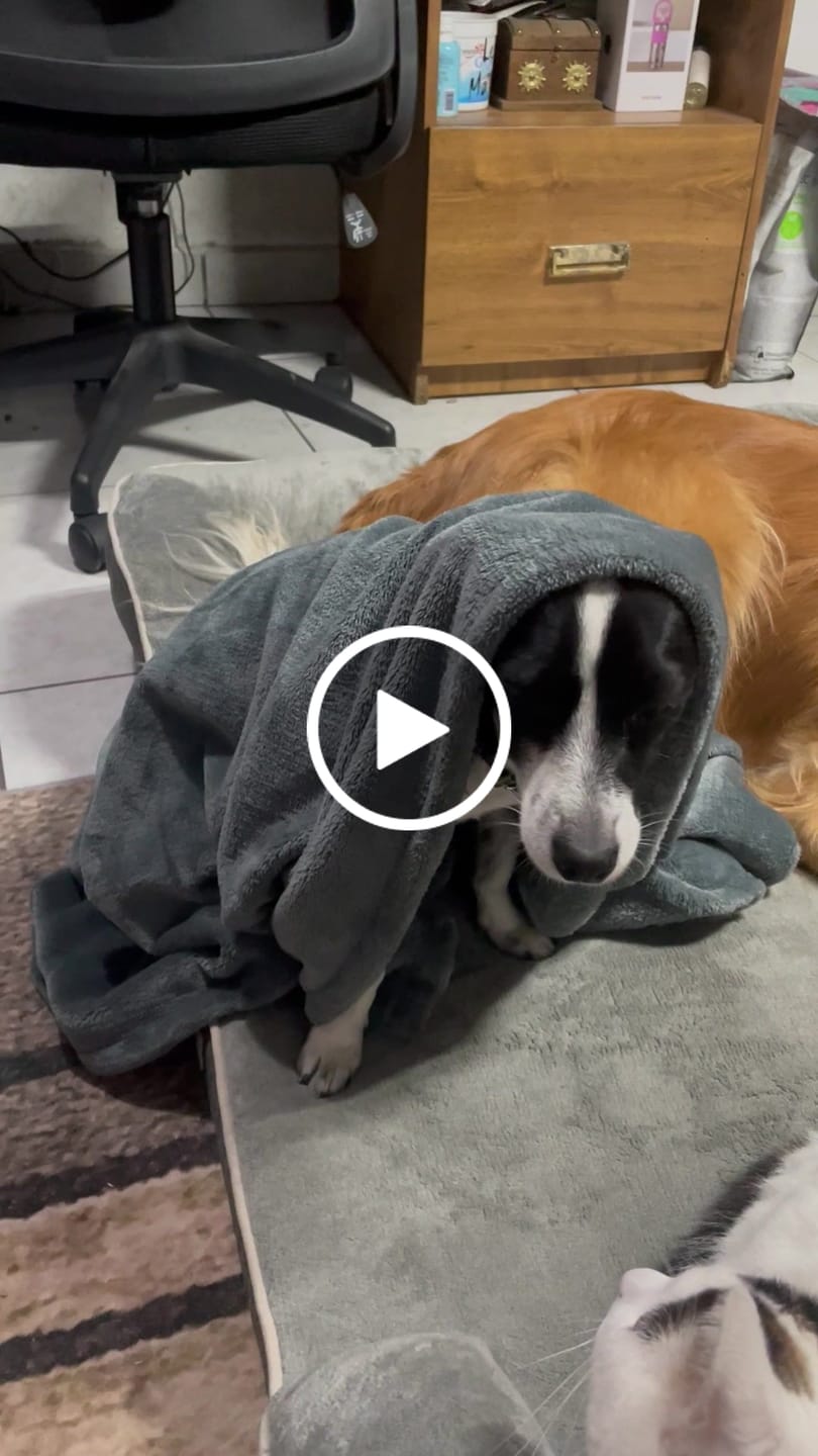 Customer video review of Manta Relajante para Mascotas