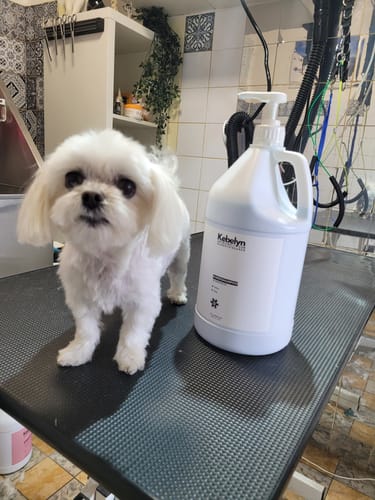 Kunde zeigt einen weißen Hund neben einer großen Flasche Hundeshampoo Schneeweiß auf einem Trimmtisch.