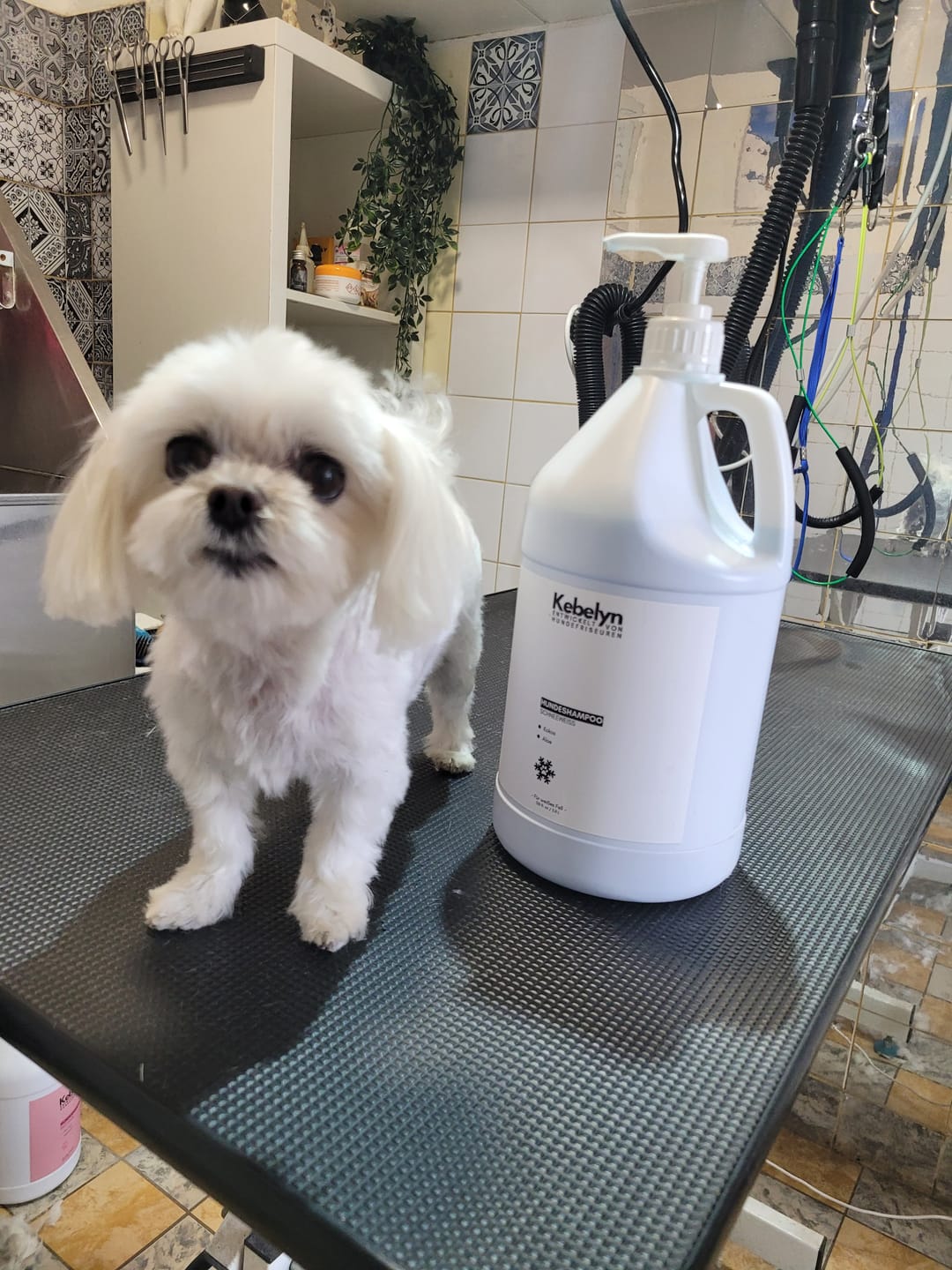 Customer photo review of Hundeshampoo Schneeweiß