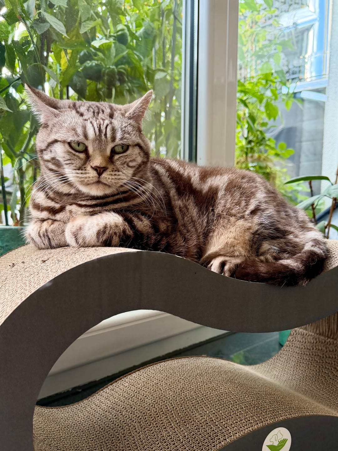 Customer photo review of Katzenliege Infinity Lounge L