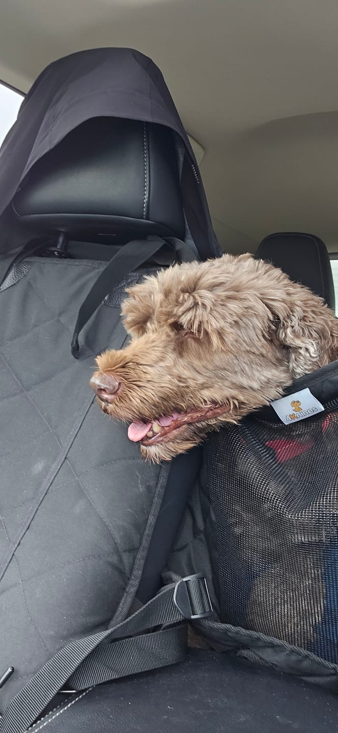 Customer photo review of Dog Deterrent Barrier