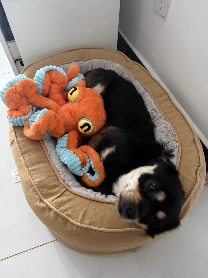Customer photo review of Big Octopus - Interactive Plush Squeaky Dog Toy