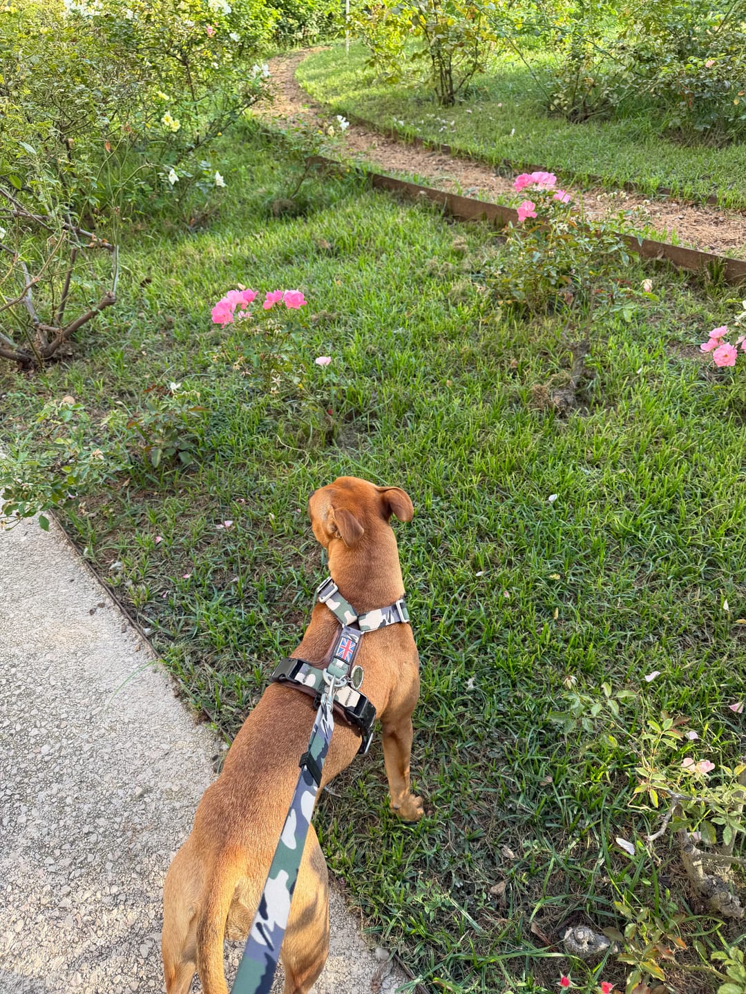 Customer photo review of Staffordshire Bull Terrier 1935® Harness & Leash Set - Classic Camo & Choco