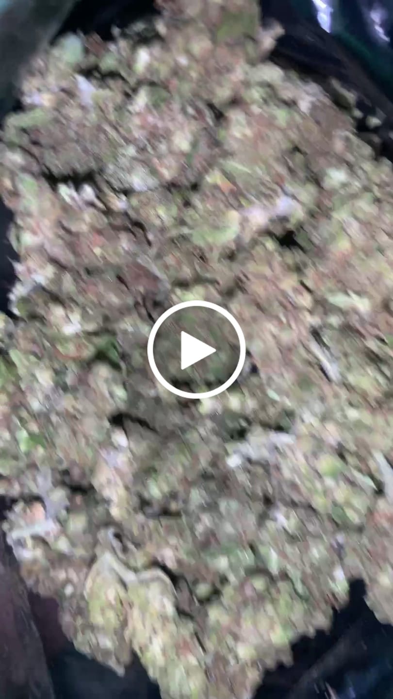 Customer video review of White Gelato - 28 Grams - Indica