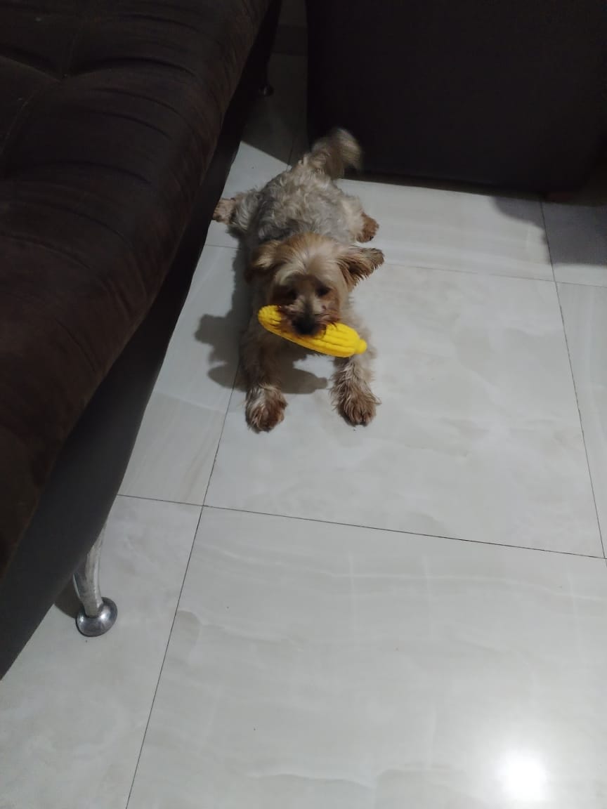 Customer photo review of CT2796 1 Pieza De Juguete Para Mascota